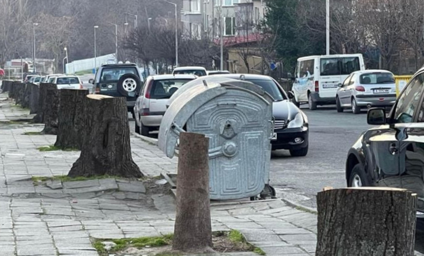Над 20 липи са изсечени на улица „Георги Кондолов“ в Царево