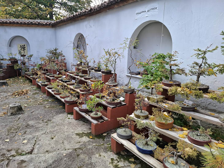 Атрактивна бонзай градина в Шумен беше преместена в Сребровата къща