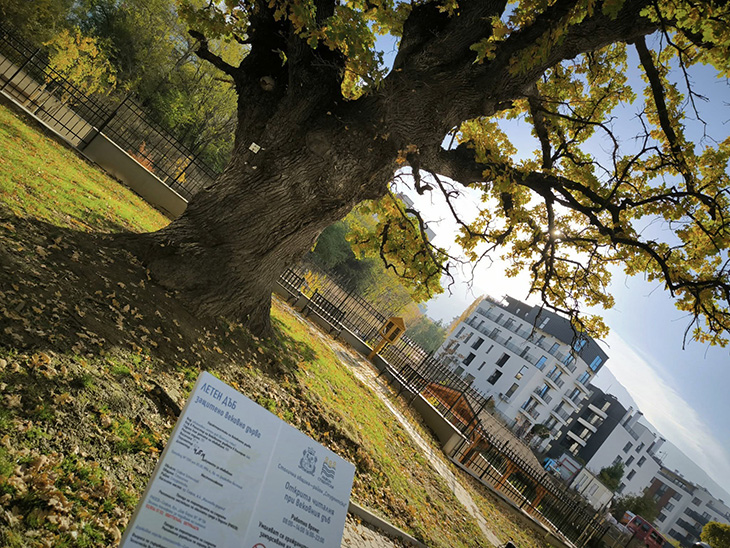Читалня на открито има при вековния дъб в столичния ж.к. Малинова долина