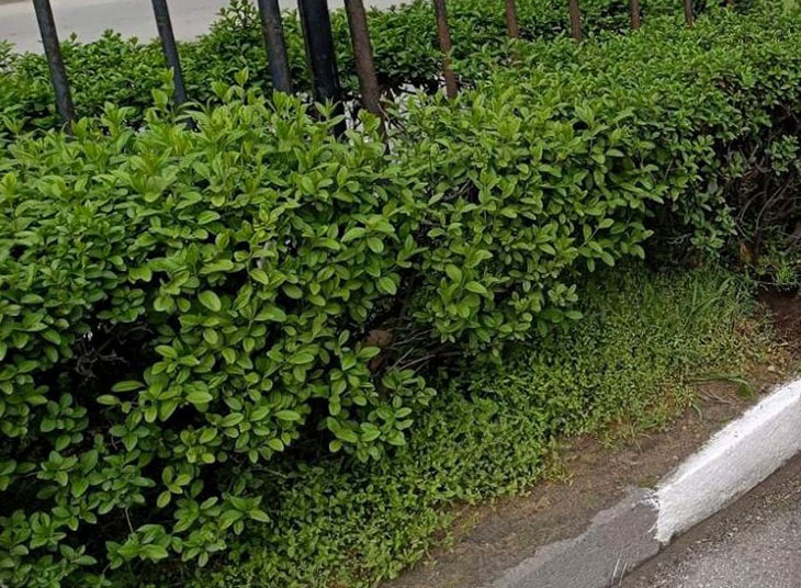 Предстои мащабно озеленяване в Асеновград